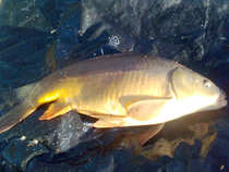 foto/diskuze/z_lovu/2012/th-img48432.jpg