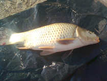 foto/diskuze/z_lovu/2012/th-img48433.jpg