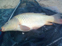 foto/diskuze/z_lovu/2012/th-img48435.jpg
