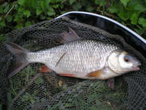 foto/diskuze/z_lovu/2012/th-img48437.jpg