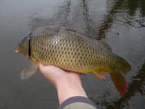 foto/diskuze/z_lovu/2012/th-img48442.jpg