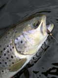 foto/diskuze/z_lovu/2012/th-img48449.jpg