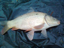 foto/diskuze/z_lovu/2012/th-img48452.jpg