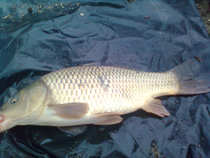 foto/diskuze/z_lovu/2012/th-img48453.jpg