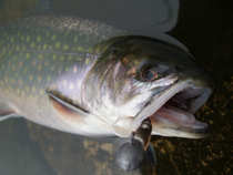 foto/diskuze/z_lovu/2012/th-img48456.jpg