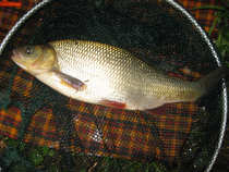 foto/diskuze/z_lovu/2012/th-img48488.jpg