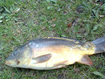 foto/diskuze/z_lovu/2012/th-img48497.jpg