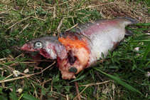 foto/diskuze/z_lovu/2012/th-img48507.jpg