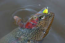foto/diskuze/z_lovu/2012/th-img48509.jpg