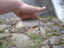 foto/diskuze/z_lovu/2012/th-img48518.jpg