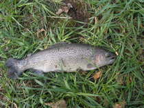 foto/diskuze/z_lovu/2012/th-img48519.jpg