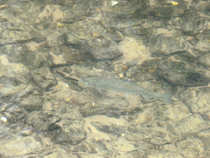 foto/diskuze/z_lovu/2012/th-img48525.jpg
