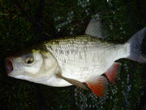 foto/diskuze/z_lovu/2012/th-img48545.jpg