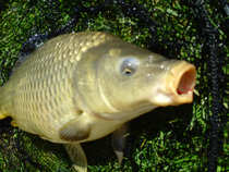 foto/diskuze/z_lovu/2012/th-img48546.jpg
