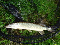 foto/diskuze/z_lovu/2012/th-img48547.jpg