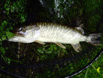 foto/diskuze/z_lovu/2012/th-img48565.jpg