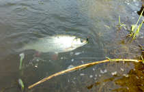 foto/diskuze/z_lovu/2012/th-img48566.jpg