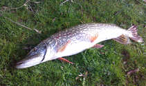 foto/diskuze/z_lovu/2012/th-img48570.jpg