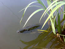 foto/diskuze/z_lovu/2012/th-img48571.jpg