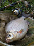 foto/diskuze/z_lovu/2012/th-img48572.jpg