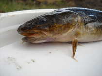 foto/diskuze/z_lovu/2012/th-img48576.jpg