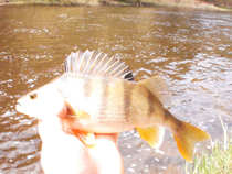 foto/diskuze/z_lovu/2012/th-img48585.jpg