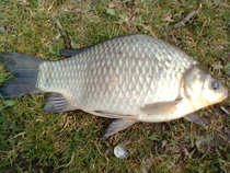 foto/diskuze/z_lovu/2012/th-img48590.jpg