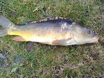 foto/diskuze/z_lovu/2012/th-img48592.jpg