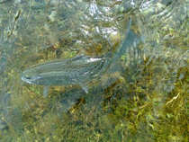foto/diskuze/z_lovu/2012/th-img48605.jpg