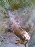 foto/diskuze/z_lovu/2012/th-img48616.jpg