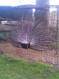 foto/diskuze/z_lovu/2012/th-img48617.jpg