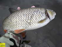 foto/diskuze/z_lovu/2012/th-img48629.jpg