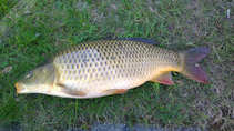 foto/diskuze/z_lovu/2012/th-img48654.jpg