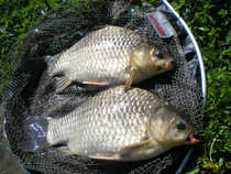 foto/diskuze/z_lovu/2012/th-img48655.jpg