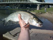 foto/diskuze/z_lovu/2012/th-img48663.jpg