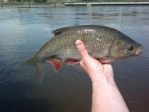 foto/diskuze/z_lovu/2012/th-img48664.jpg
