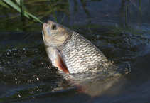 foto/diskuze/z_lovu/2012/th-img48665.jpg