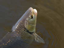 foto/diskuze/z_lovu/2012/th-img48666.jpg