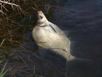 foto/diskuze/z_lovu/2012/th-img48667.jpg