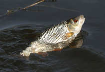 foto/diskuze/z_lovu/2012/th-img48668.jpg