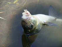foto/diskuze/z_lovu/2012/th-img48676.jpg