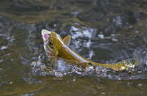 foto/diskuze/z_lovu/2012/th-img48678.jpg