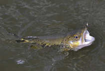 foto/diskuze/z_lovu/2012/th-img48679.jpg