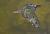 foto/diskuze/z_lovu/2012/th-img48680.jpg