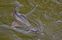 foto/diskuze/z_lovu/2012/th-img48681.jpg
