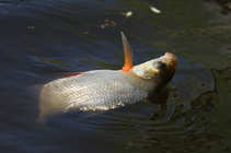 foto/diskuze/z_lovu/2012/th-img48687.jpg