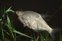foto/diskuze/z_lovu/2012/th-img48688.jpg