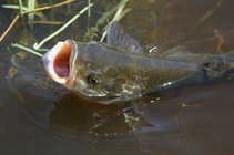 foto/diskuze/z_lovu/2012/th-img48689.jpg
