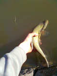 foto/diskuze/z_lovu/2012/th-img48698.jpg