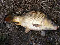 foto/diskuze/z_lovu/2012/th-img48702.jpg